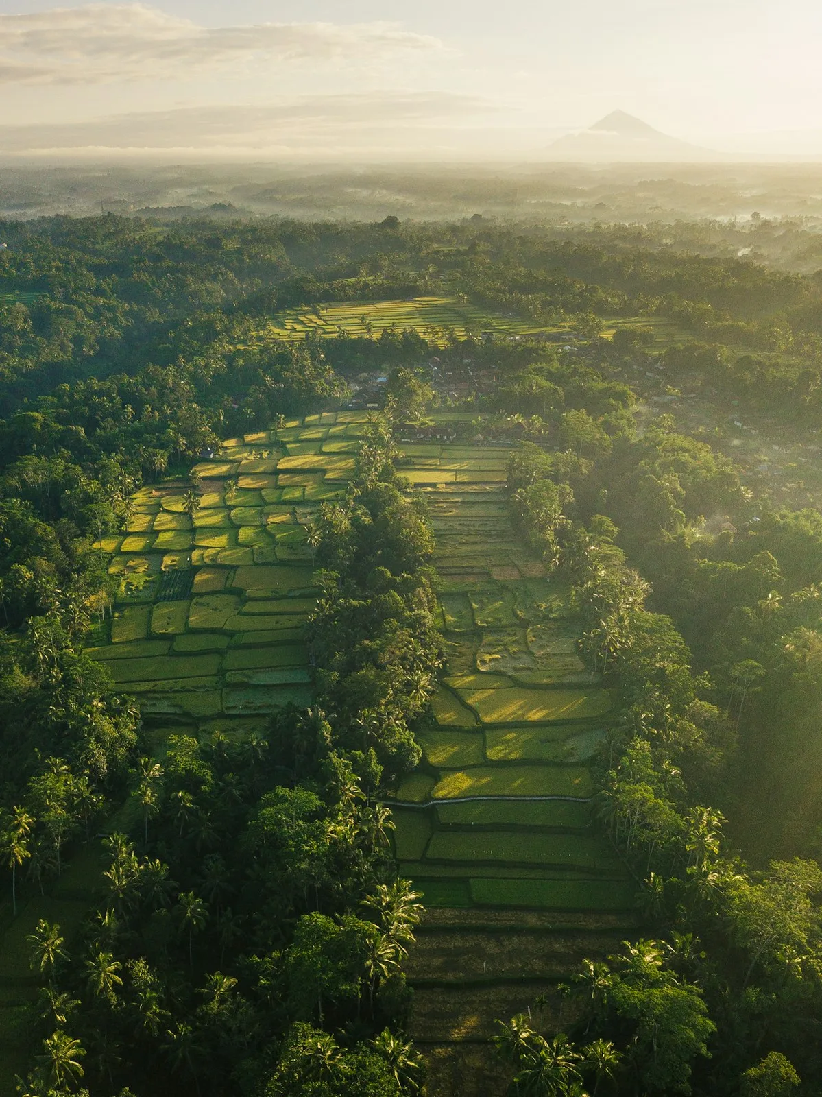 Terraced highland scenery, central Bali