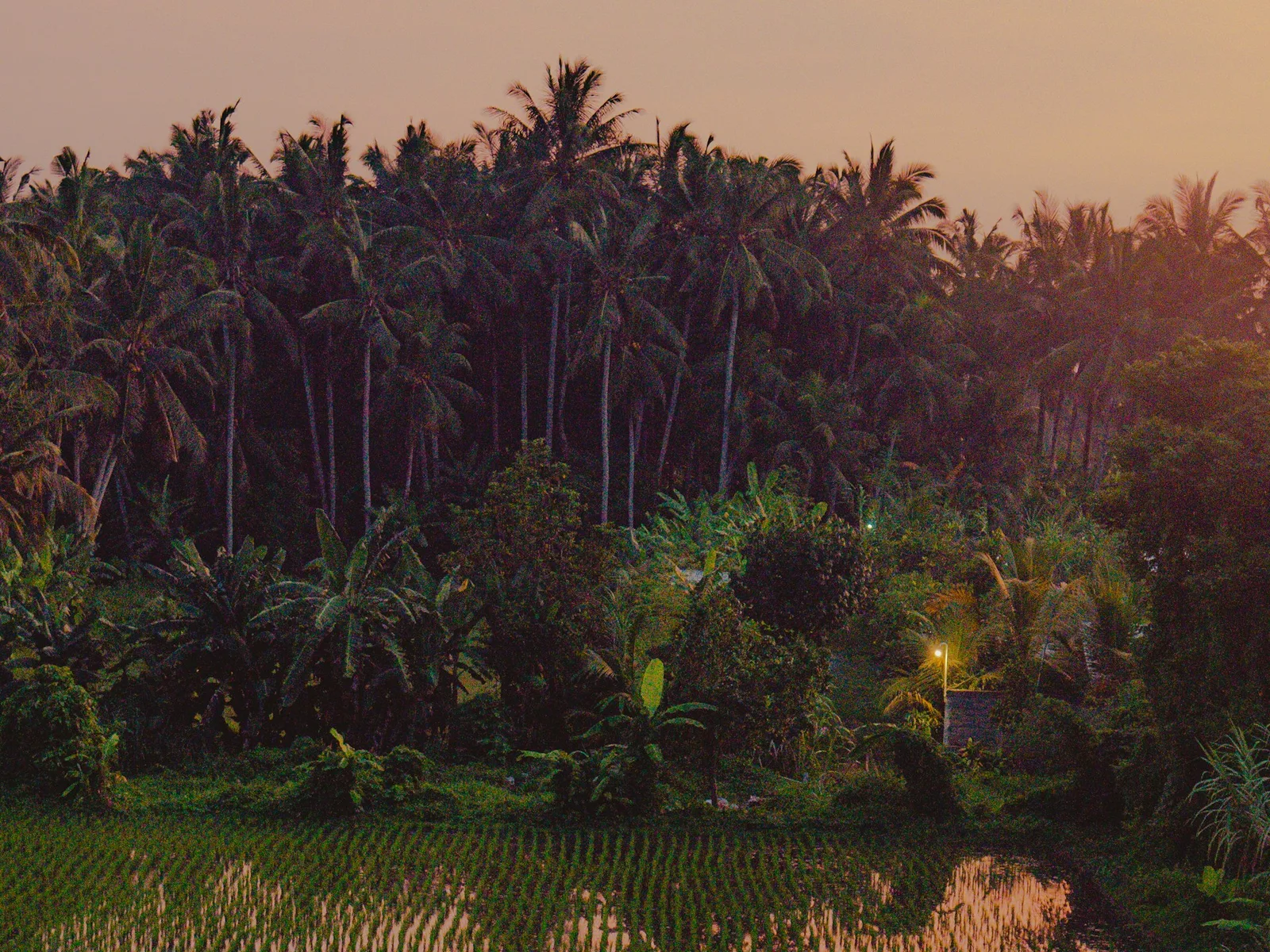 Bali countryside at sunset
