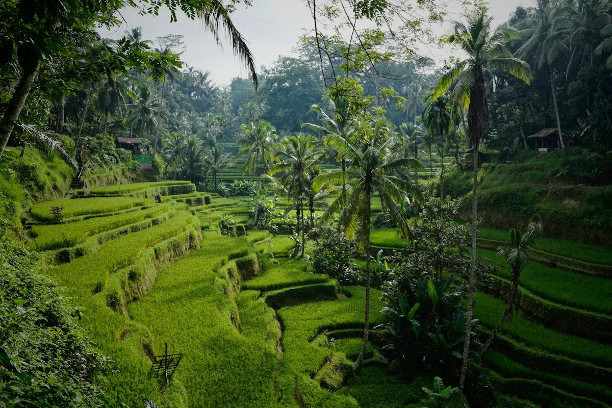 Rice terrace valley, Bali