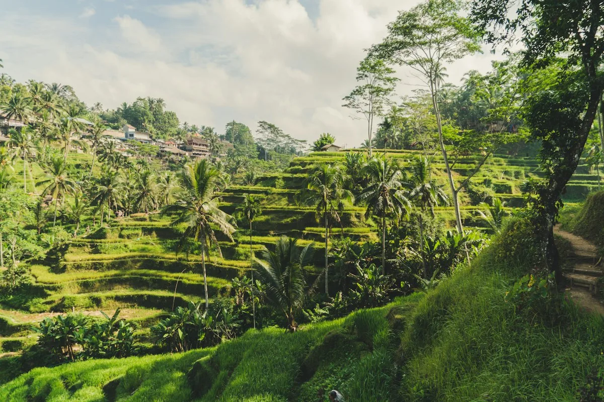 Terraced rice fields near Ubud, Bali