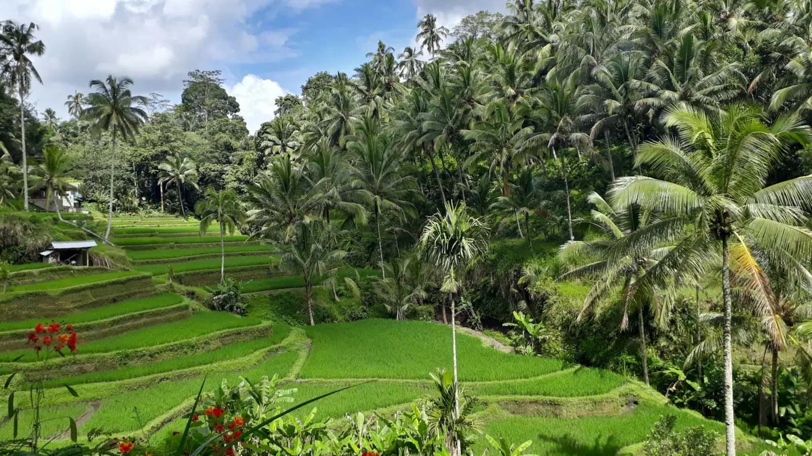 Green terraced rice fields framed by coconut palms near Ubud, Bali