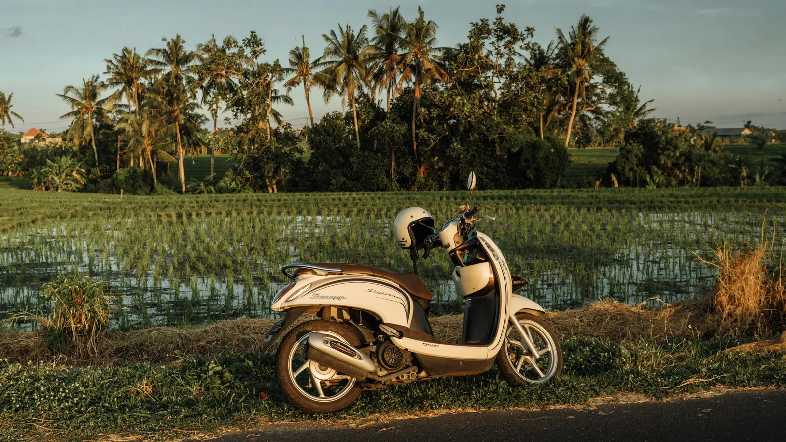 Cream scooter with a helmet parked beside a rice field and palm trees at sunset in Bali